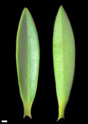 Veronica rigidula var. rigidula. Leaf surfaces, adaxial (left) and abaxial (right). Scale = 1 mm.
 Image: W.M. Malcolm © Te Papa CC-BY-NC 3.0 NZ